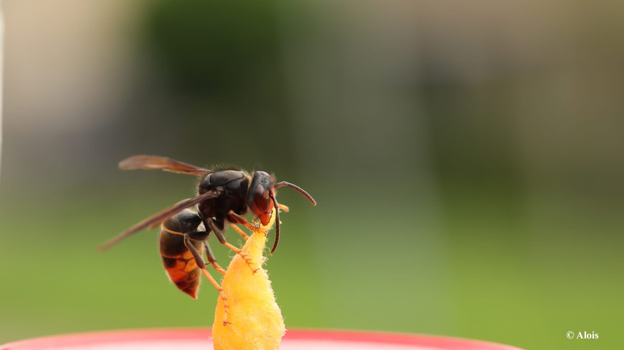 Fijnaart sluit zich aan bij strijd tegen Aziatische hoornaar