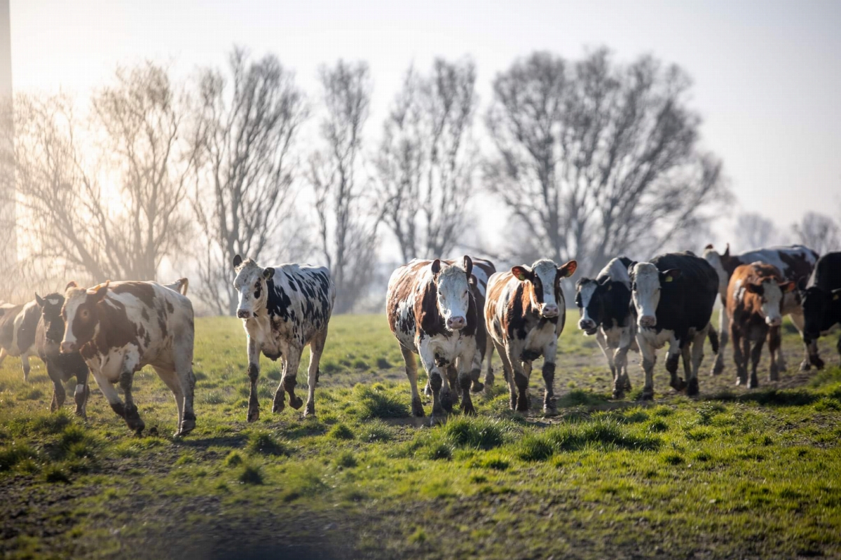Streekmarkt bij De Torenpolder