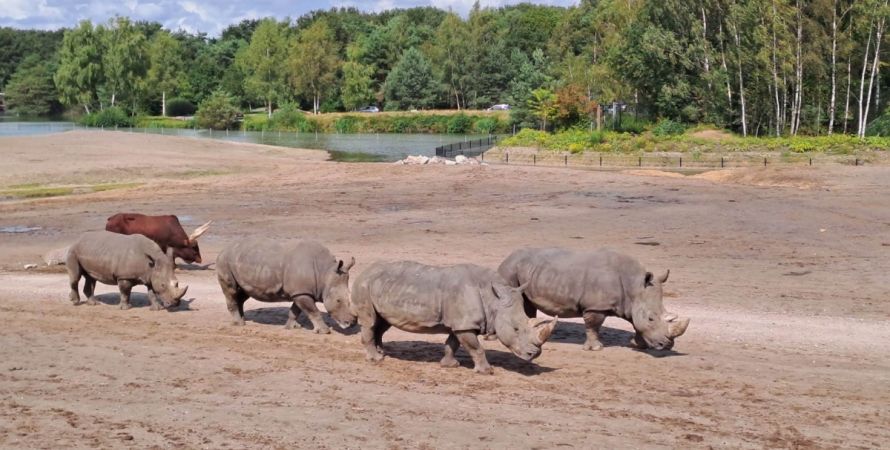 Op Safari met de museumbus