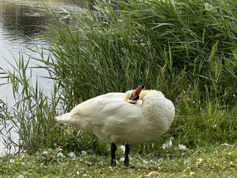 Westkreekweg zwaan bekijkt het allemaal op geheel eigen wijze / Jan Gorter