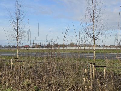 Herbeplanting van eerder verwijderde bomen aan Parallelweg gestart